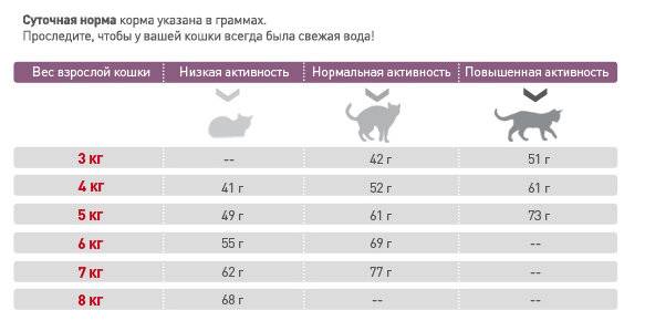 Таблица веса шотландского котенка по месяцам: стандарт породы