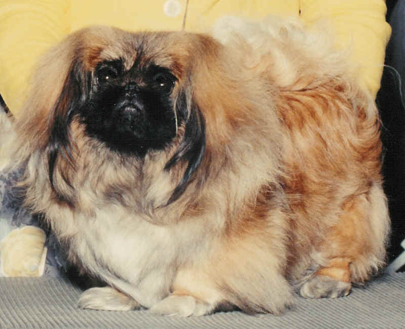 Тибетский спаниель: фото и описание породы собак
тибетский спаниель: фото и описание породы собак