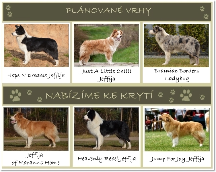 Фото бордер-колли с описанием и характеристикой породы собак, стоимость щенков и отзывы владельцев