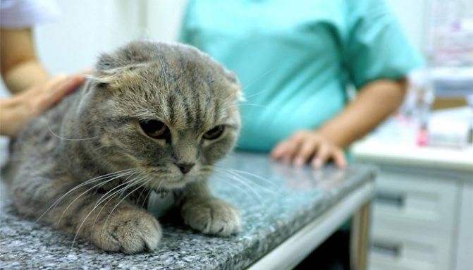 Почему у котенка слезятся глаза и как помочь животному в домашних условиях