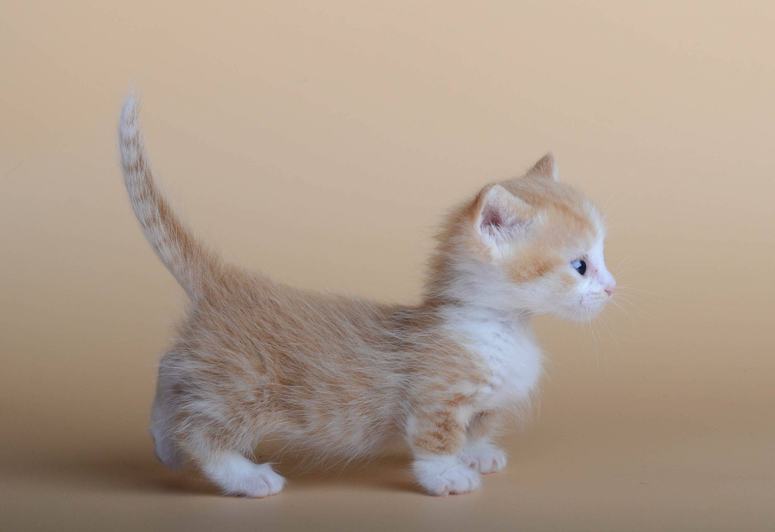 Самая маленькая кошка: какую породу предпочесть
