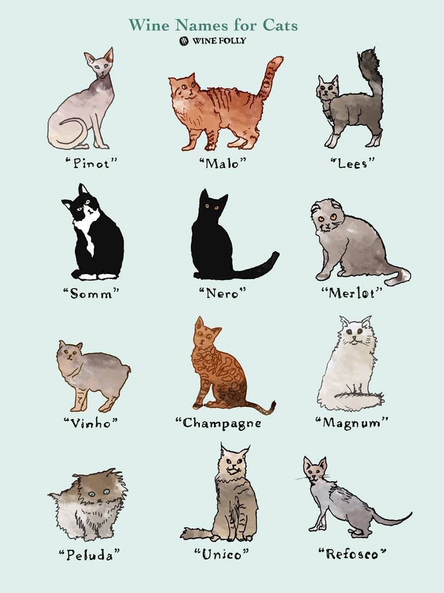 Клички для котов мальчиков британской породы. разные варианты