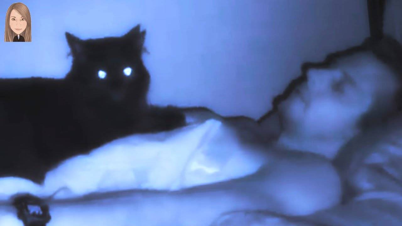 Правда что кошки видят призраков. видят ли коты призраков? почему думают, что коты видят призраков - в клинике