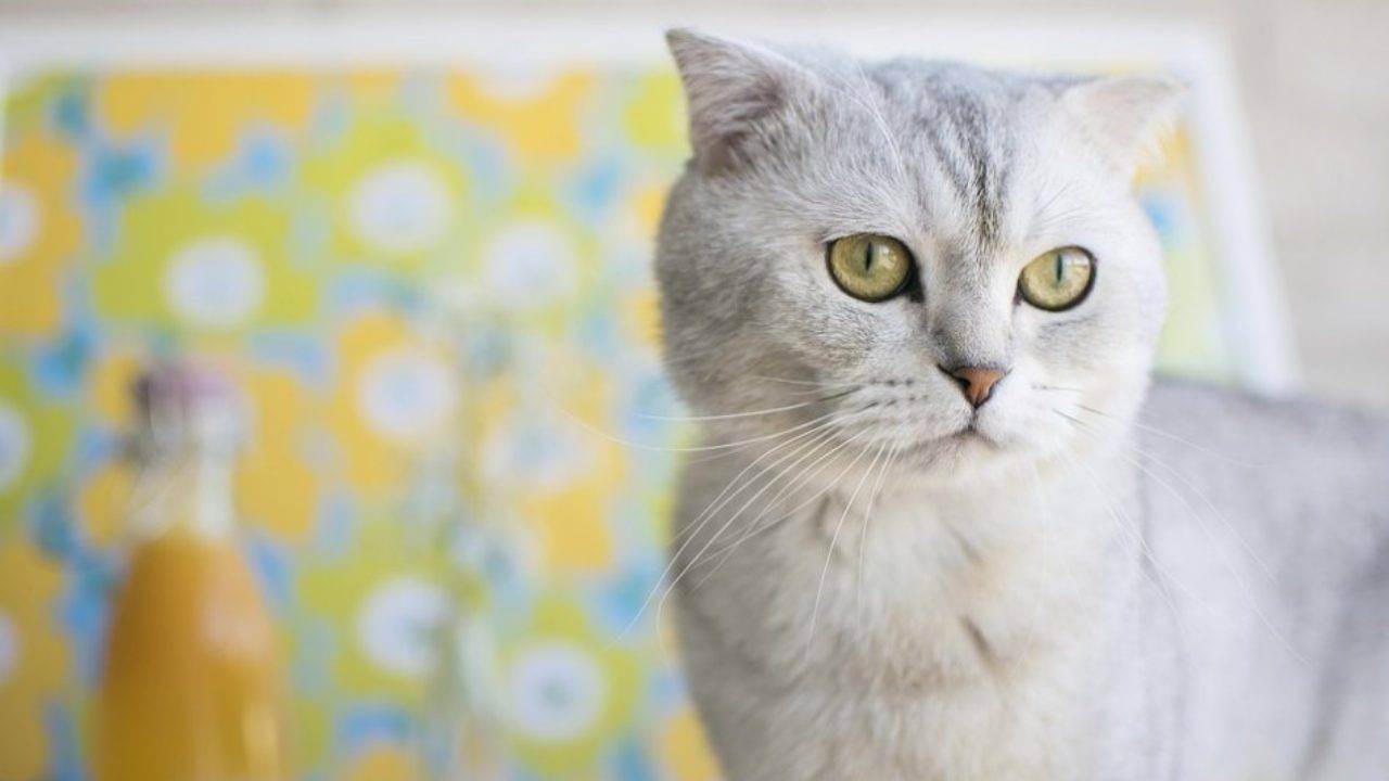 Чем выделяется порода скоттиш страйт: все о шотландских прямоухих кошках