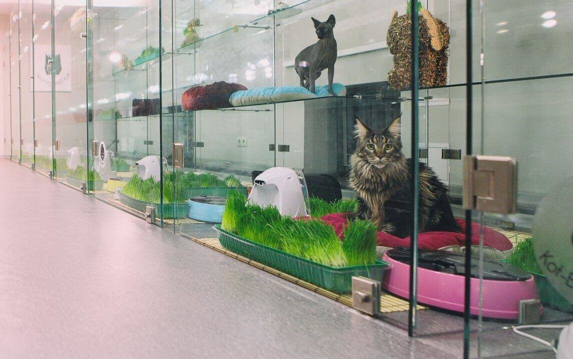 Гостиница для животных в московской области