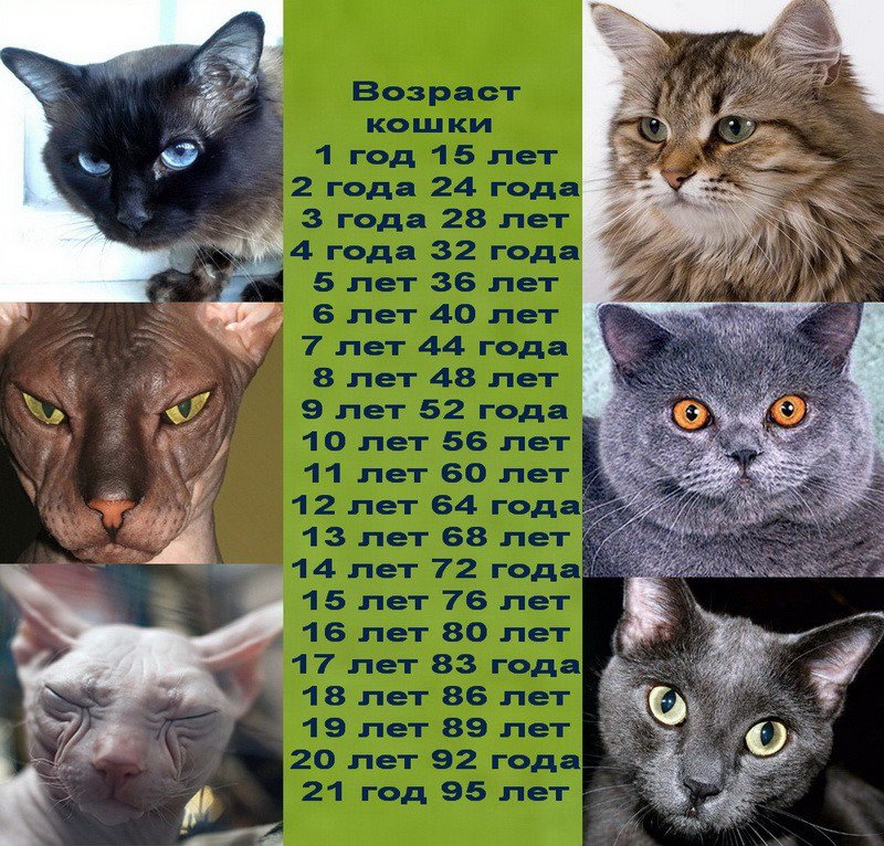 Сколько лет живут кошки | gdekot | яндекс дзен