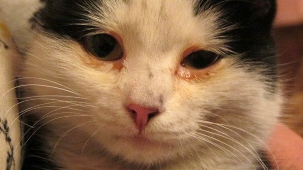 Что делать, если у кота слезятся глаза, и он чихает? | рутвет - найдёт ответ!