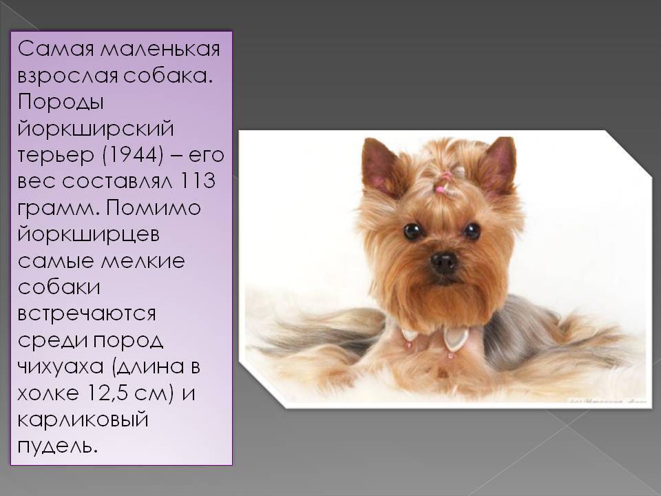 Разновидности йоркширских терьеров: как выбрать щенка, описание каждого вида | medeponim.ru