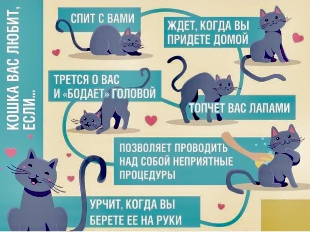 Кот инфографика