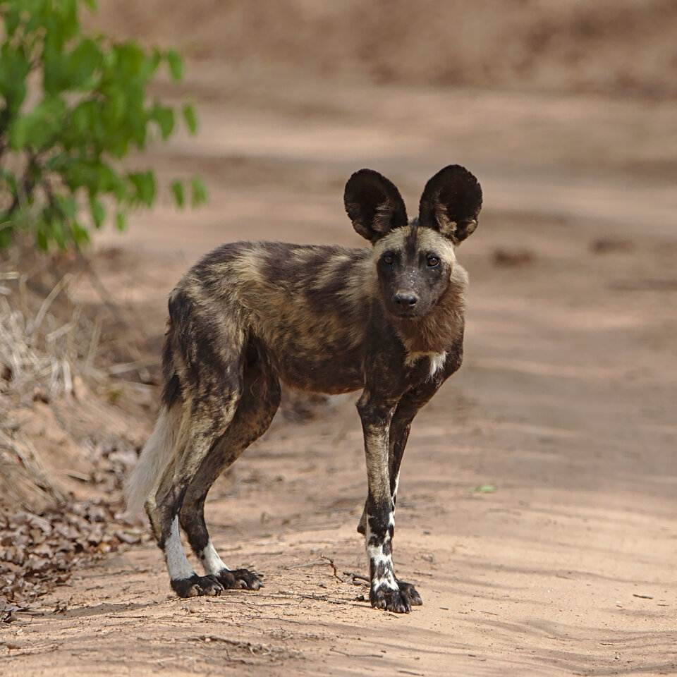 Африканская Гиеновидная собака профиль