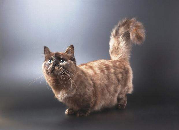 Манчкин — порода кошек с короткими лапами: фото, цена, описание стандарта и характера