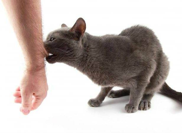 Бешенство у кошек: симптомы и опасность для человека — "лапы и хвост"