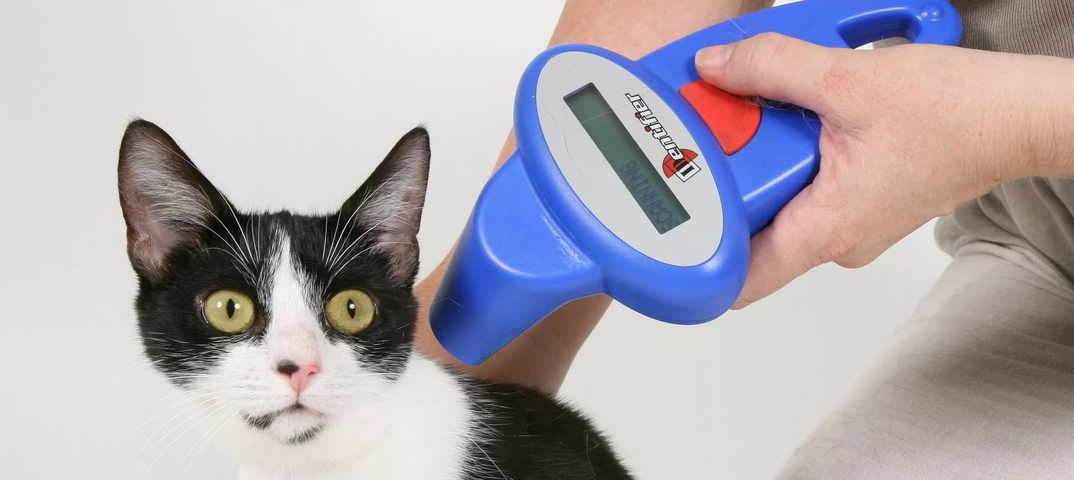 Чипирование кошек: что это дает, возраст для чипирования, особенности процедуры, противопоказания, базы данных чипированных животных