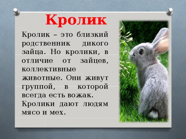 Животные россии - млекопитающие, птицы, рептилии, амфибии, рыбы и другая фауна — природа мира