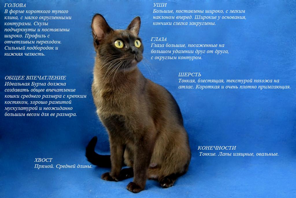 Бомбейская кошка. бомбейская кошка — внешний вид, повадки, болезни, уход, кормежка