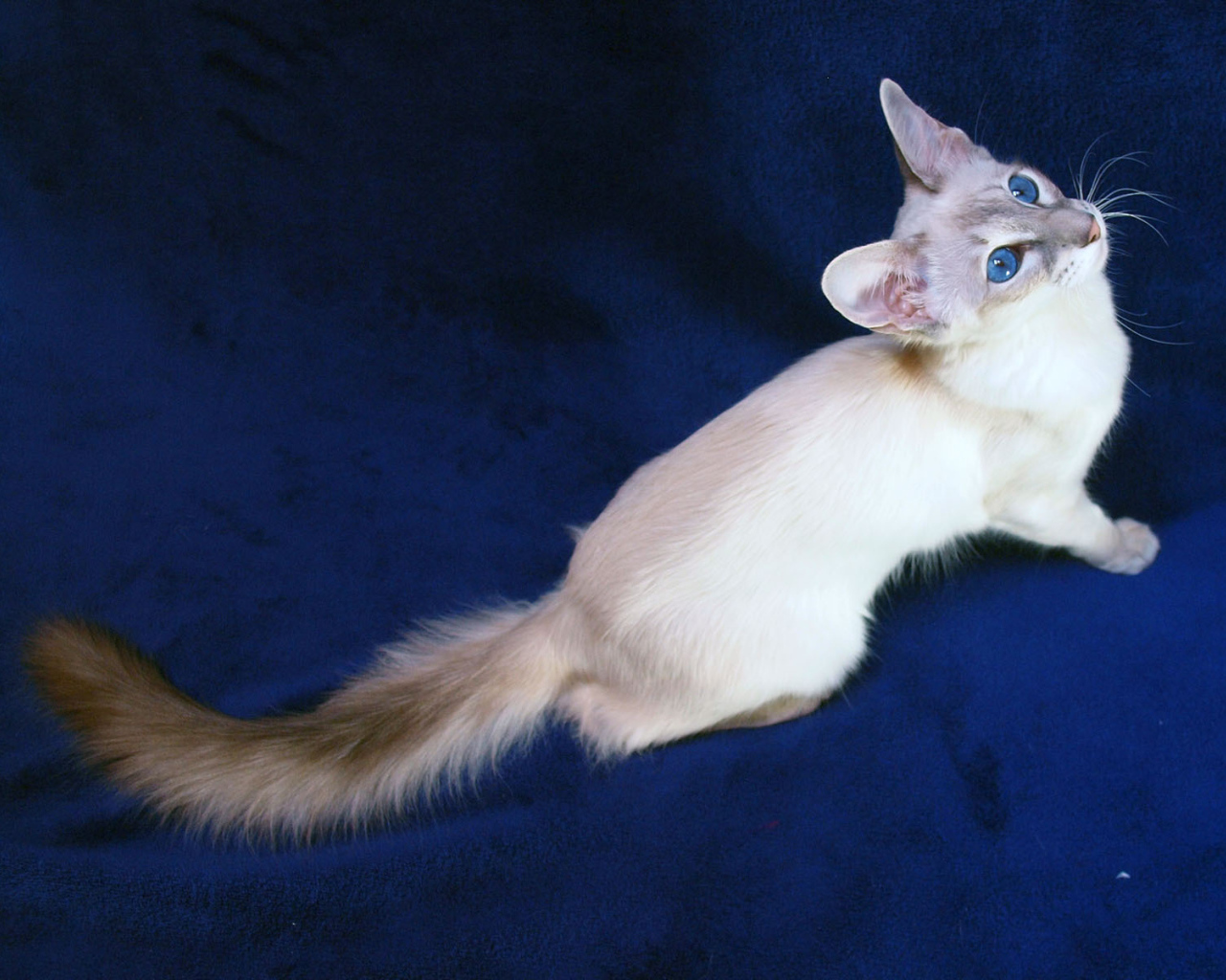 Балинезийская кошка: фото и описание породы, характер животного и особенности содержания
