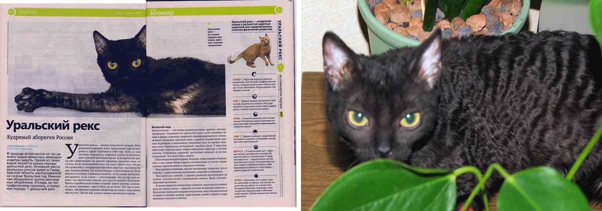 Уральский рекс: история породы, характер и особенности ухода - мир кошек