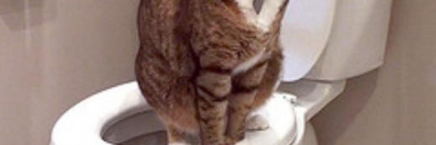 Кошка не может сходить в туалет по большому, что делать?