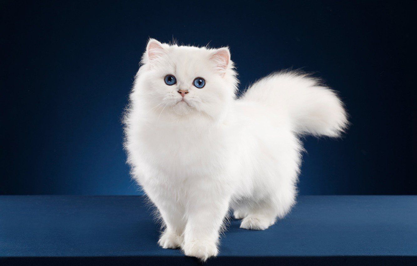 Окрасы шотландских кошек: фото, описание, таблица и атлас окрасов