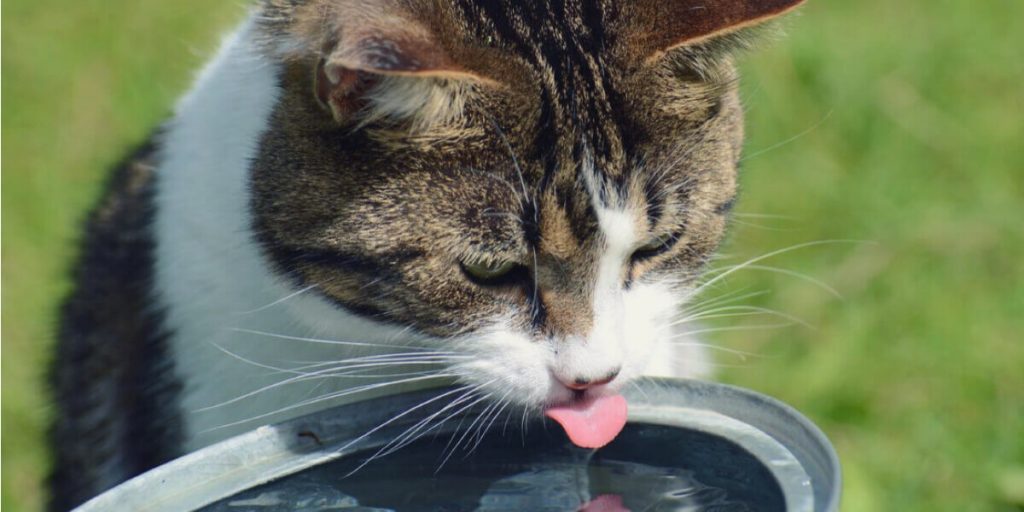 Почему котенок не ест, а только пьет воду?