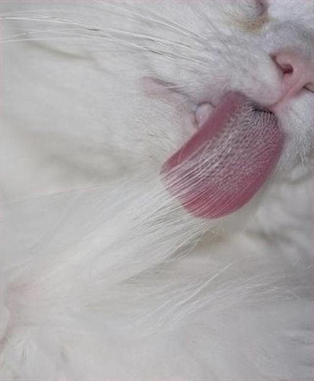 Почему у кошек такой шершавый язык?