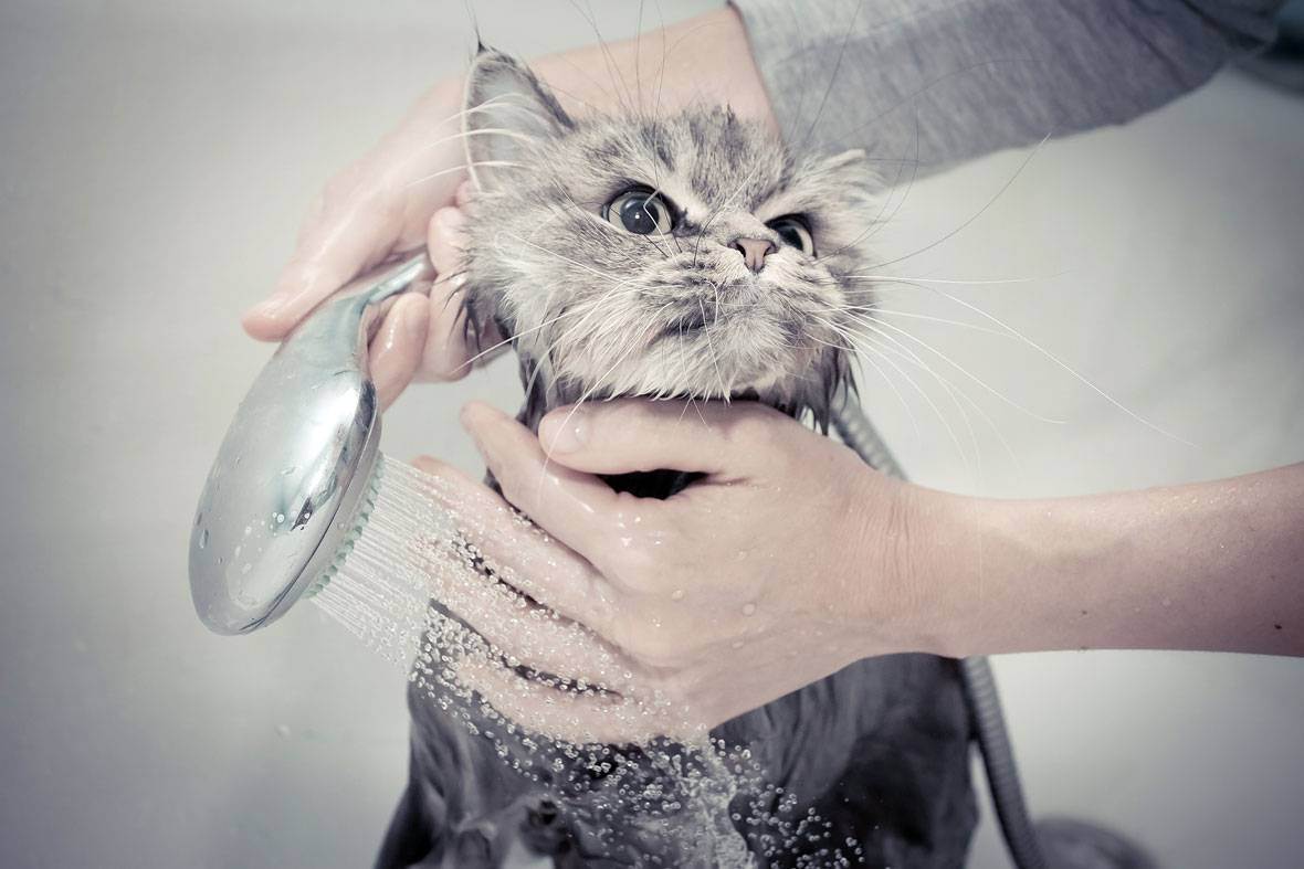 Как приучить кошку к воде. практические советы