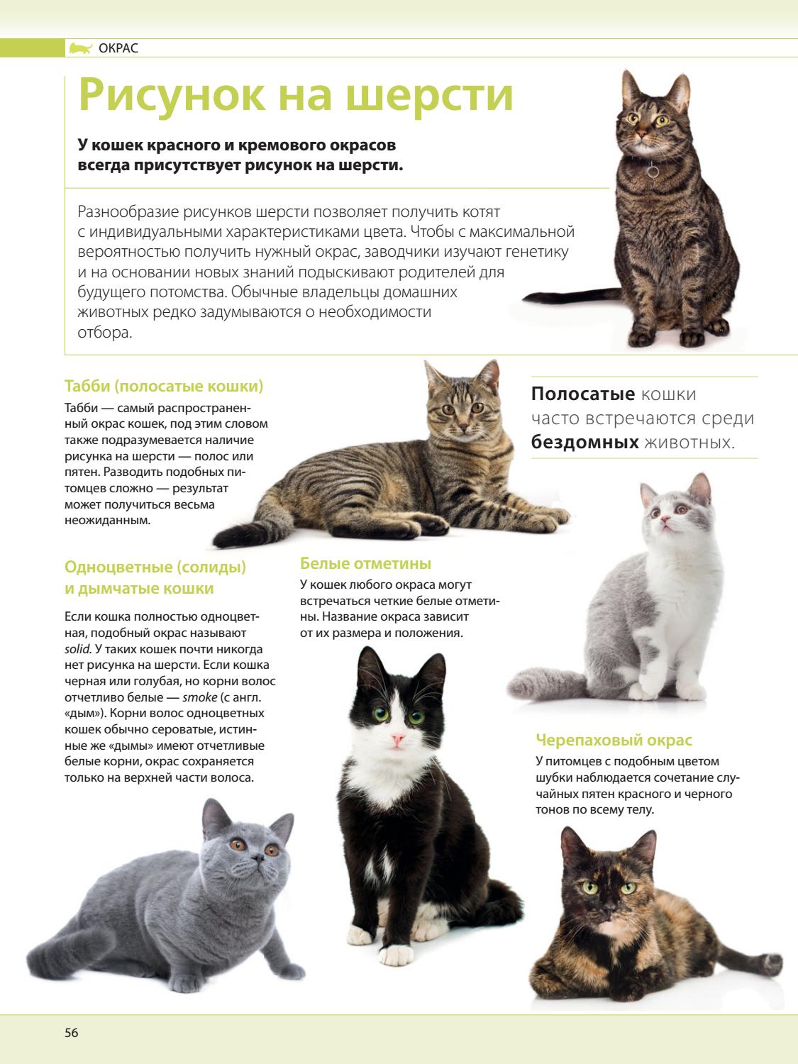 Породы кошек характеристики. Список пород кошек. Породы кошек с названиями. Расцветки кошек названия. Порода и окрас кошек.