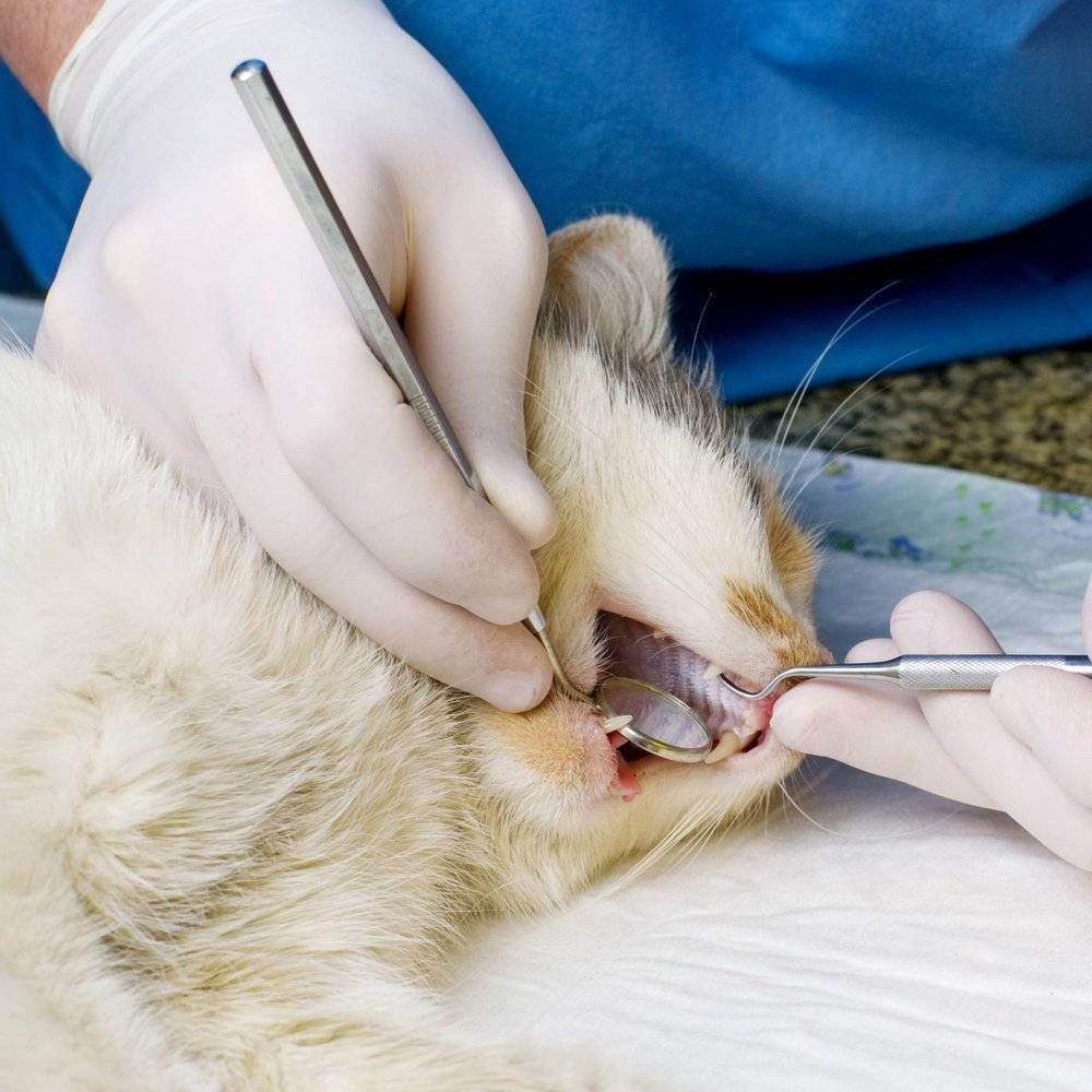 Признаки, причины и лечение зубного камня у кошек