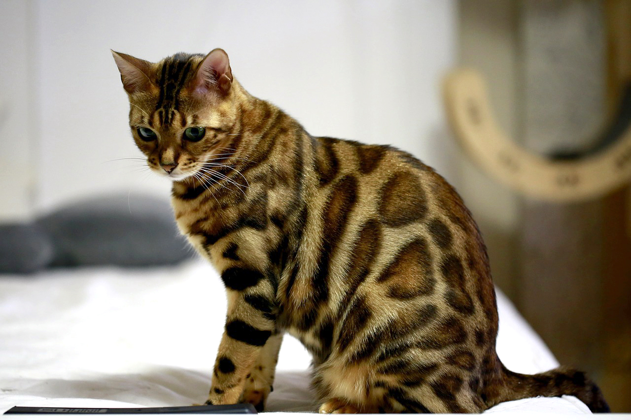 Коты леопардового окраса - характер породы и описание