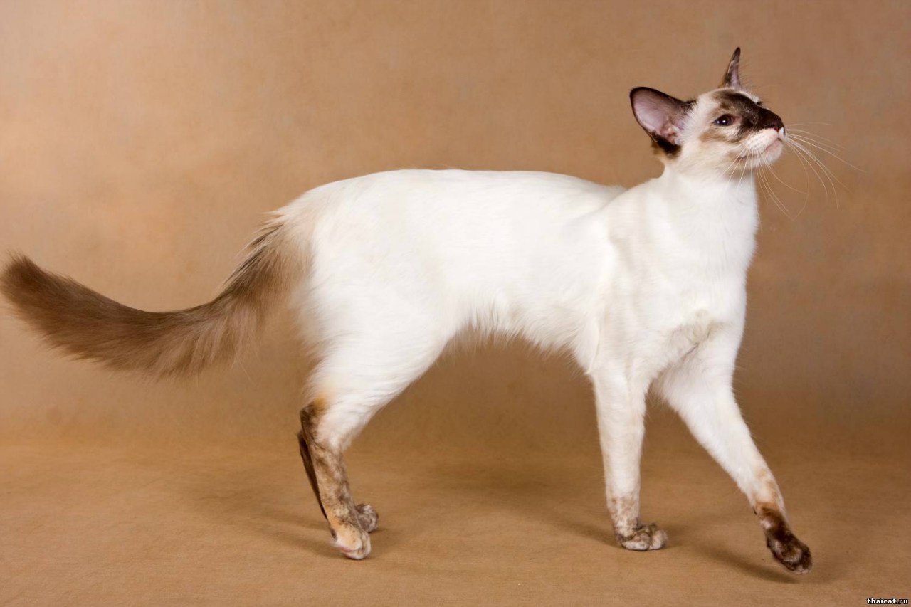 Описание породы, характер и разведение балинезийской (балийской) кошки, покупка котенка