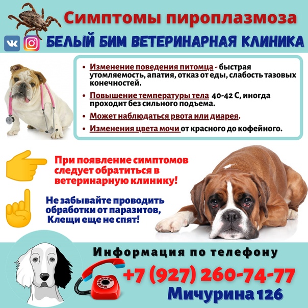 Пироплазмоз у собак (бабезиоз)