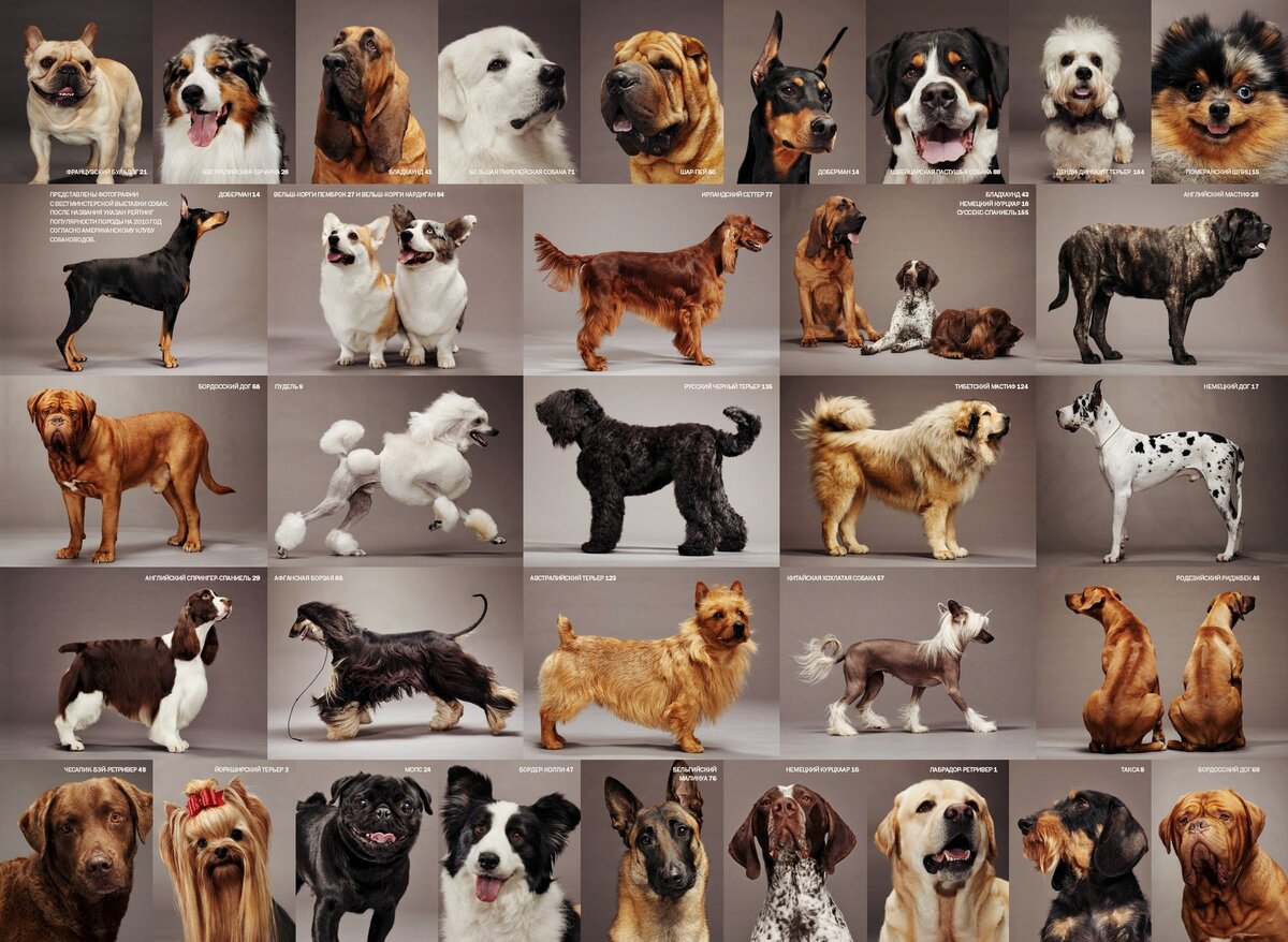 Cамая маленькая собака в мире. топ-20 пород с фото и описанием