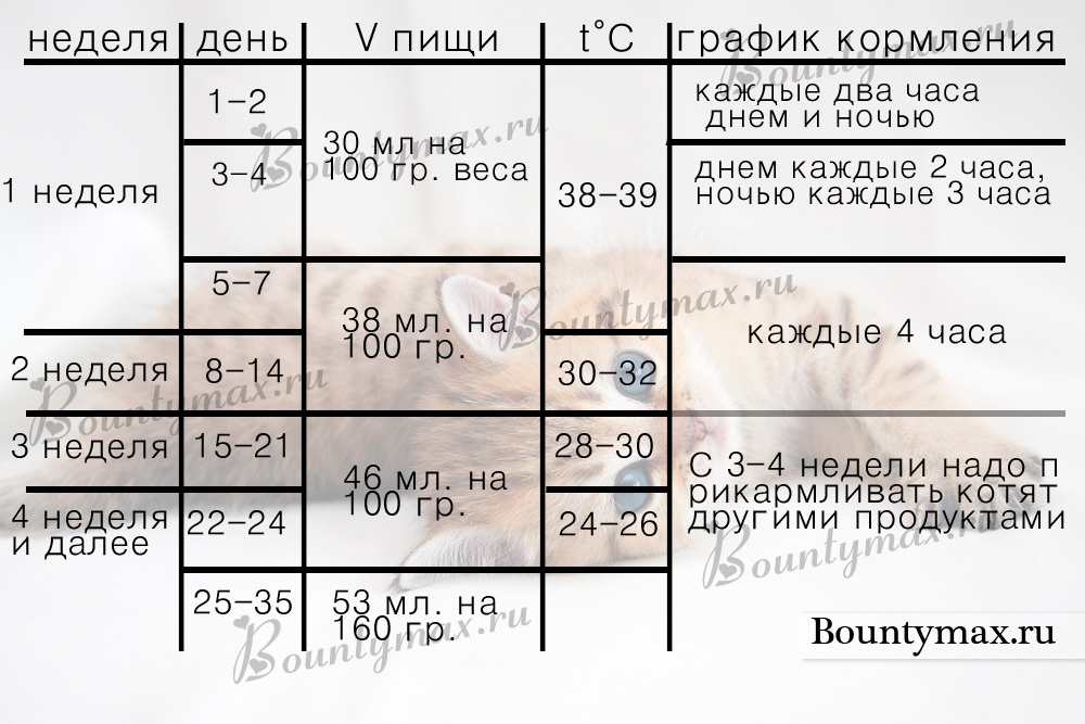 Искусственное вскармливание котят
