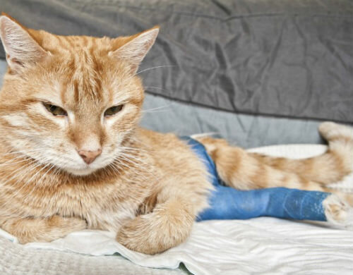 Хромота у кошки: основные причины провоцирующие недуг. шотландская кошка хромает: причины и лечение