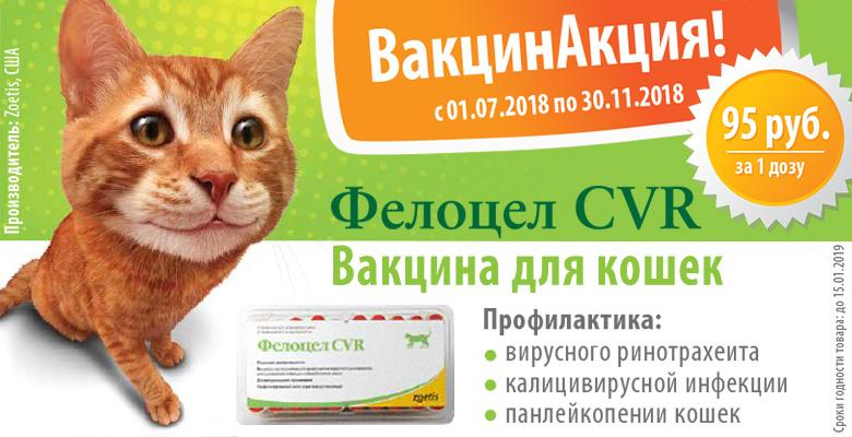 Комплексная вакцинация кошек: лучшие отечественные и зарубежные вакцины, показания к прививке