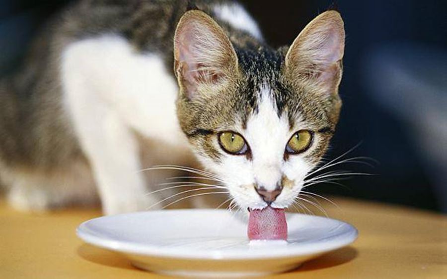 Почему котенок не пьет воду и что делать?