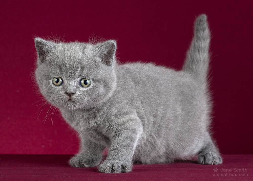 Британская кошка. о породе кошек: описание породы британская кошка, цены, фото, уход