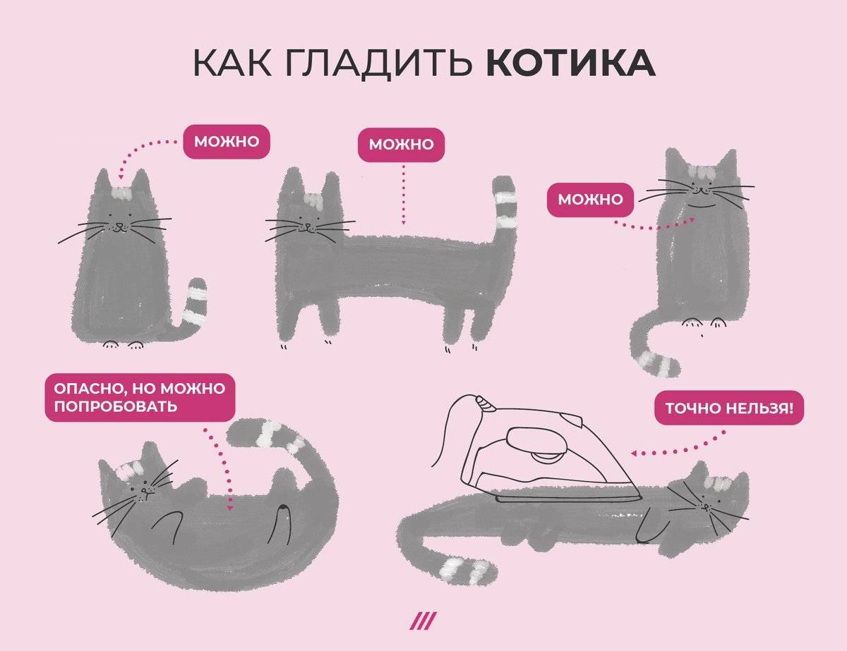 Почему беременным нельзя гладить кошек