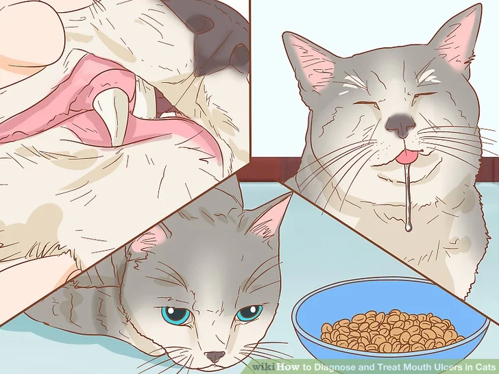 9 причин, почему у котенка пахнет изо рта