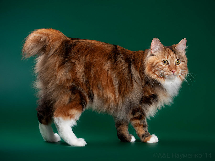 Меконгский бобтейл: описание породы и характер кошек