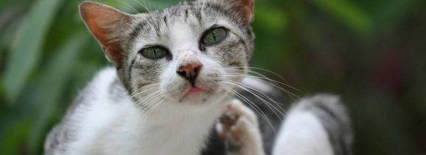 В ушах у кошки черный или коричневый налет: причины, диагностика и лечение в домашних условиях