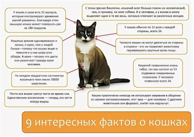 Интересные факты о кошках. 50 интересных фактов о кошках. | интересные факты