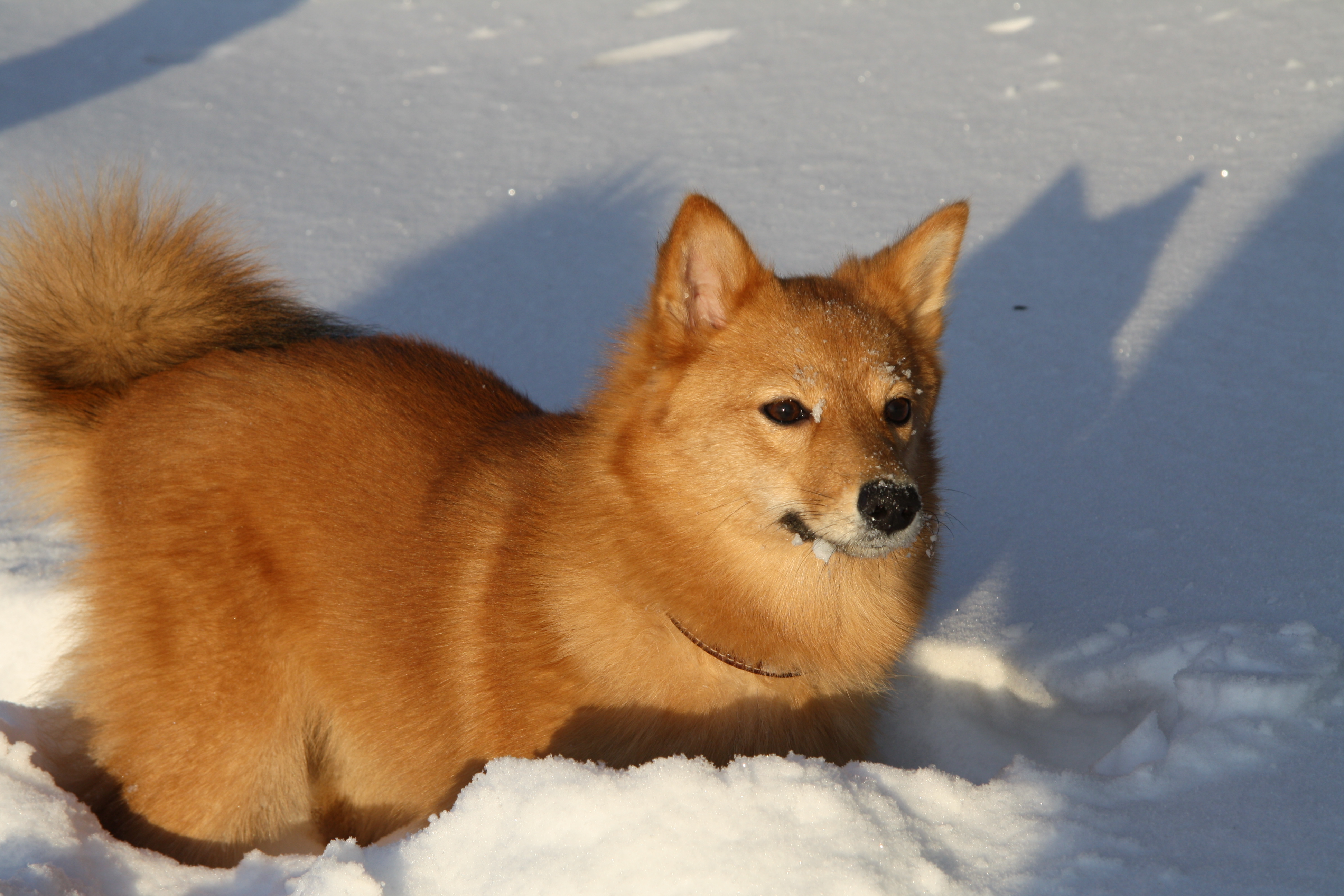 Карело-финская лайка (финский шпиц) — фото, описание породы собак, характеристика