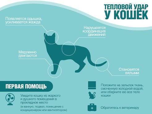 Тепловой удар у кошек - симптомы, лечение, препараты, причины появления | наши лучшие друзья