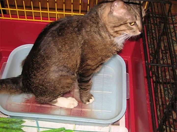 Недержание кала у кота – что делать, в чем причина того, что у кошки не держатся фекалии?