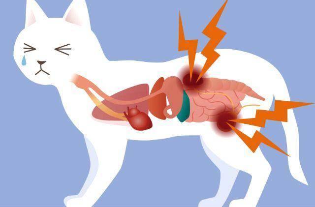Признаки почечной недостаточности у кошки: способы лечения и прогнозы