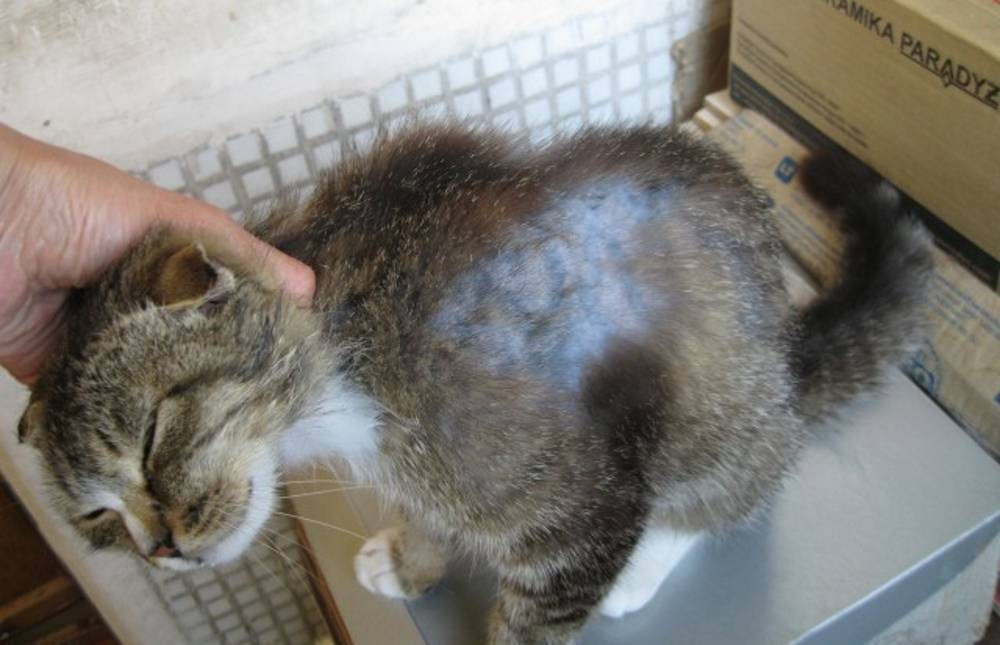 Шерсть кошки и кота: как справиться с проблемой, если у кошки выпадает шерсть?