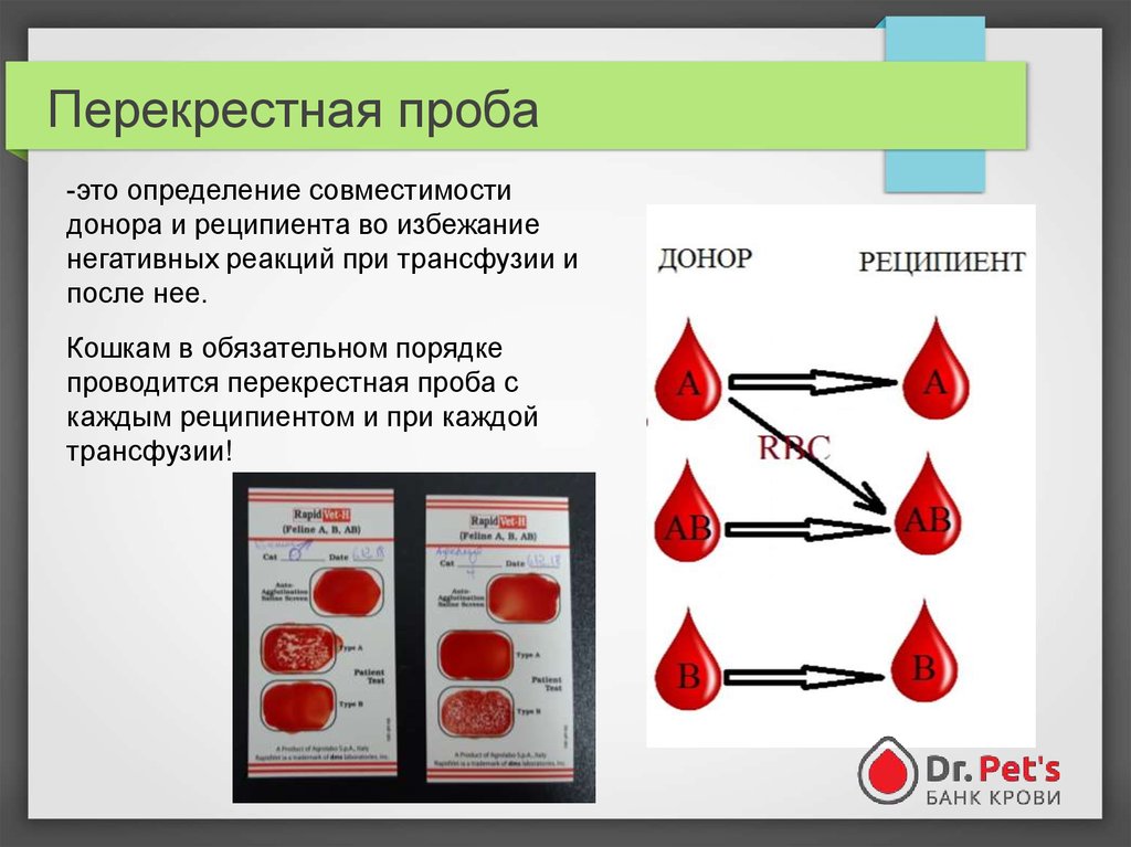 Совместимость доноров. Перекрестные пробы на совместимость групп крови у кошек. Методы определения совместимости крови. Тест на группу крови собак. Перекрестная проба крови.