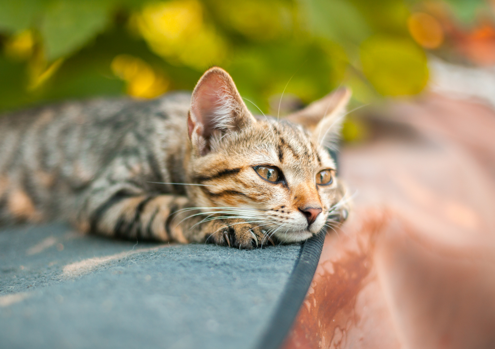Стресс у кошек: причины и методы борьбы