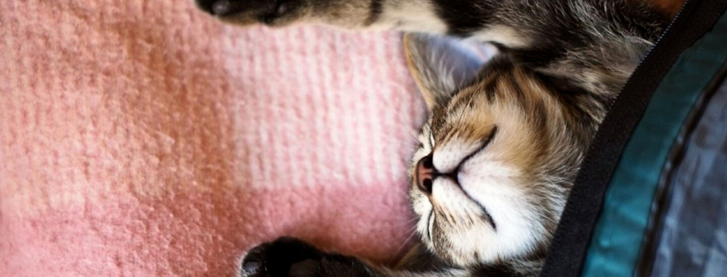Сонник британские кошки. к чему снится британские кошки видеть во сне - сонник дома солнца. страница 6